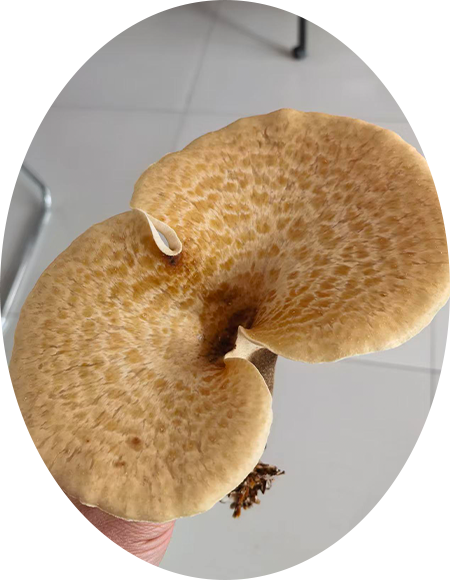 버섯 이미지 3